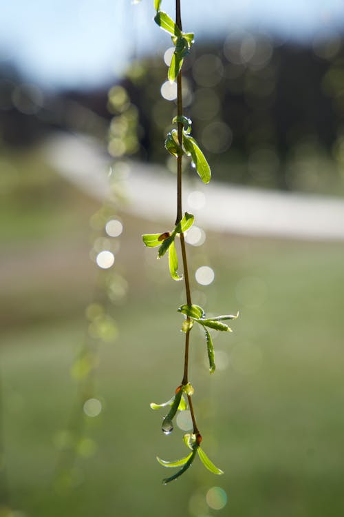 Green Leaves on Twig