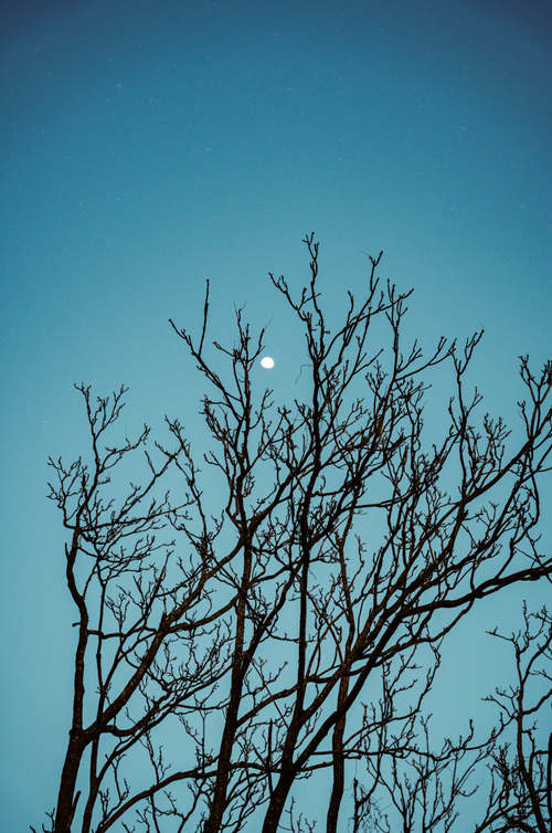 Free Silhouette of bare branches against a moonlit night sky, creating a serene and contemplative scene. Stock Photo