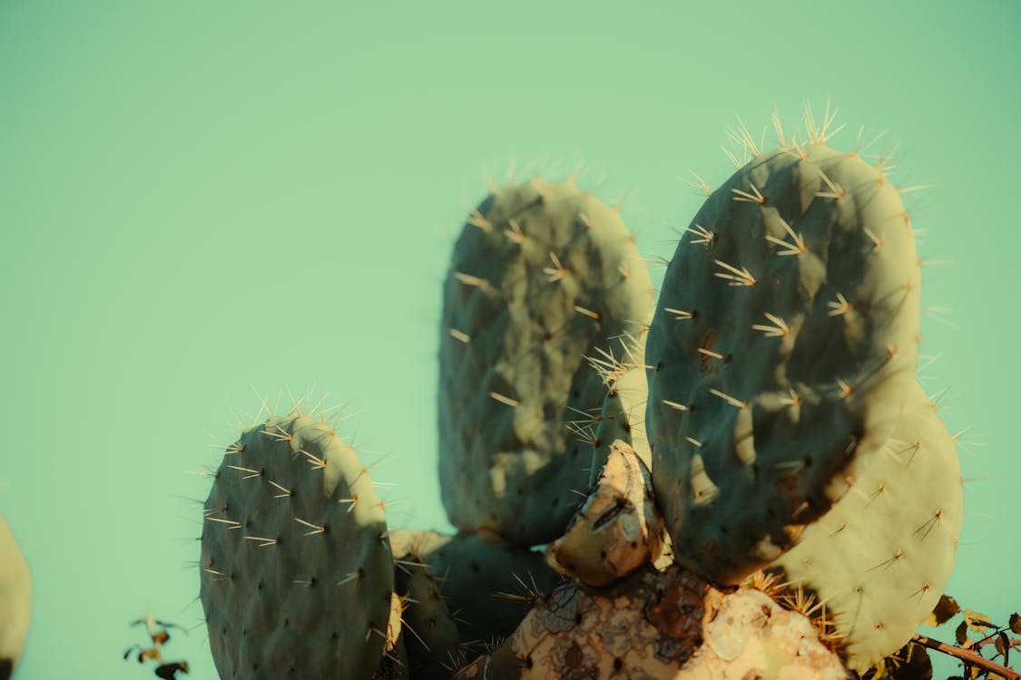 Foto d'estoc gratuïta de àrid, cactus, columnes vertebrals