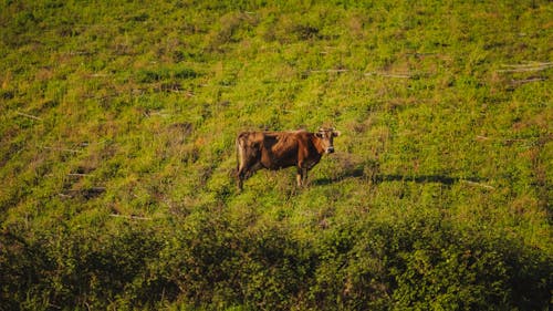 A cow is standing in a field of grass