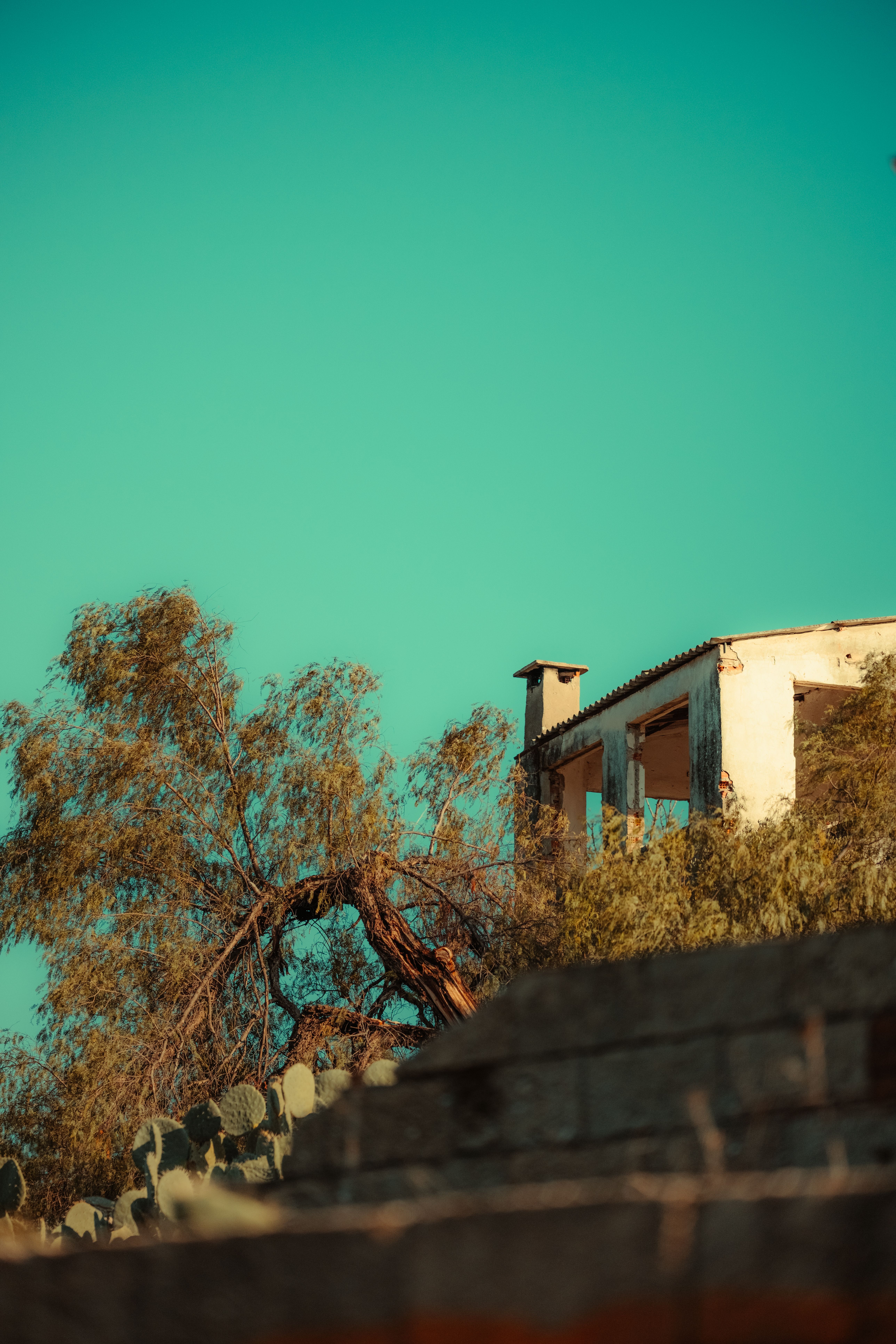 Gratis Immagine gratuita di abbandonato, albero, architettura Foto a disposizione
