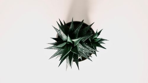 Free A minimalist top-down view of a lush aloe succulent in a pot on a white background. Stock Photo
