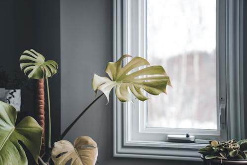 A plant in a pot on a window sill