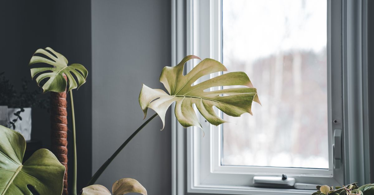 Um ambiente interno sereno com uma planta Monstera em vaso perto da janela.