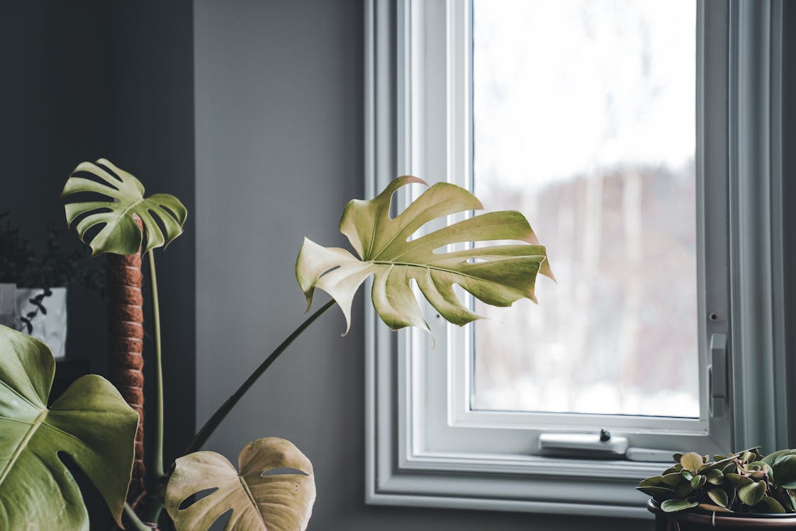 A plant in a pot on a window sill