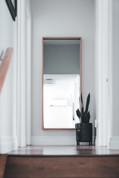 A mirror is on the wall in front of a potted plant