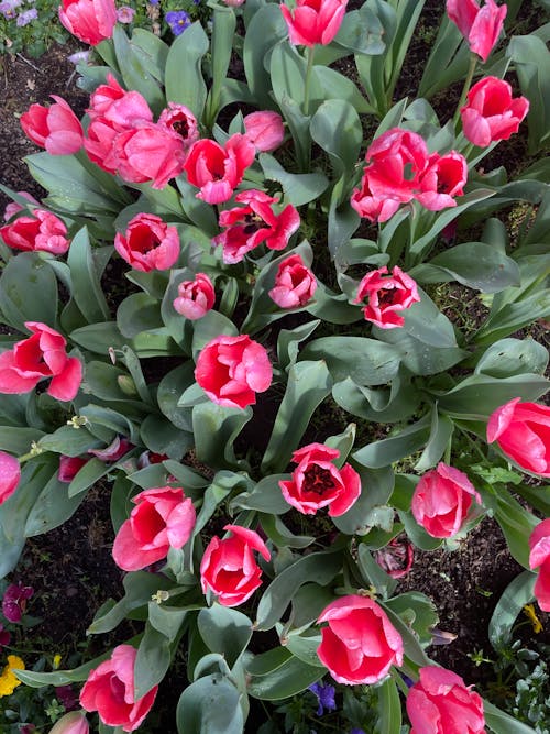 Foto stok gratis bunga-bunga merah muda, hamparan bunga, kebun