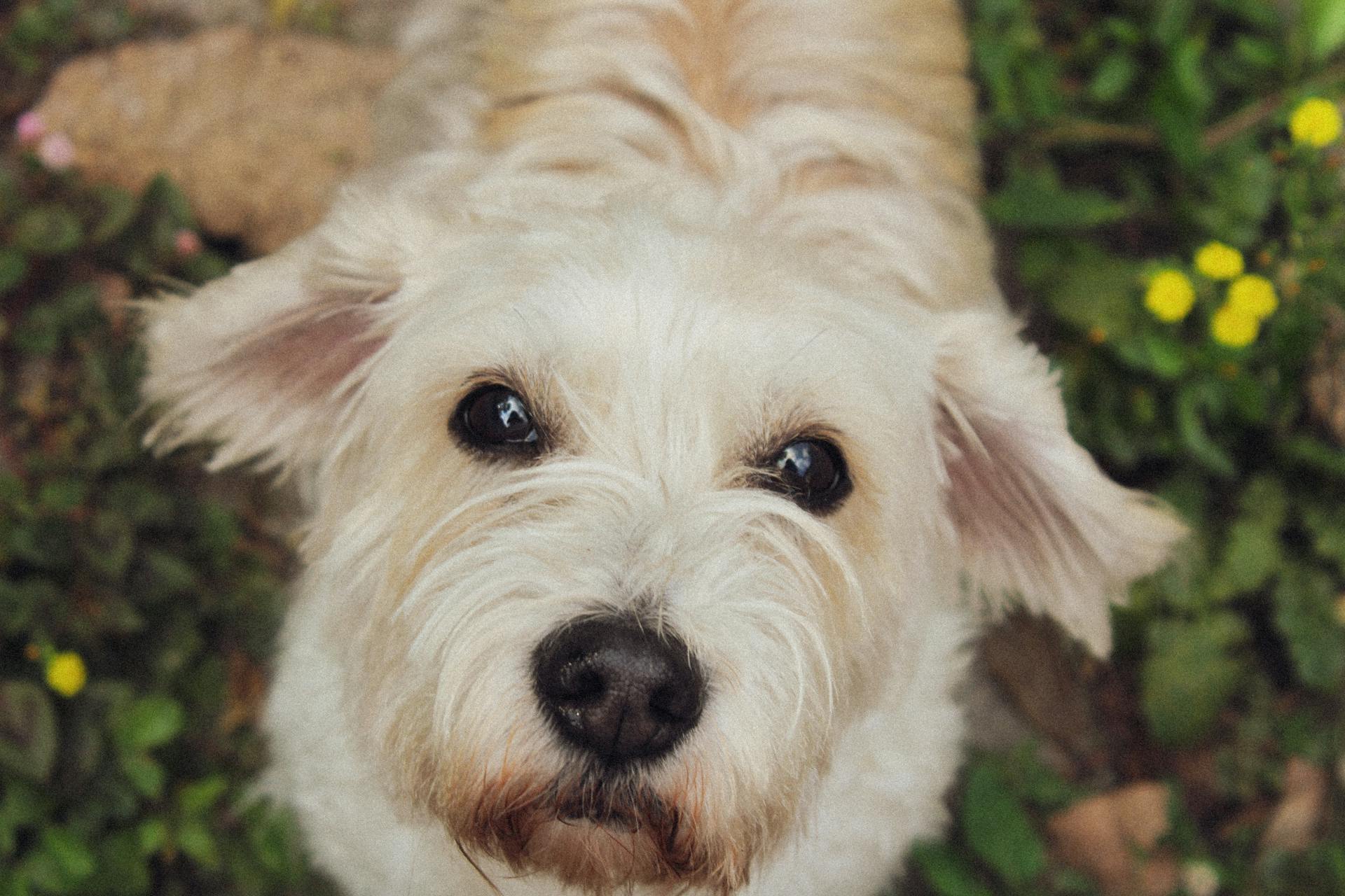 Blond Dog Looking Up