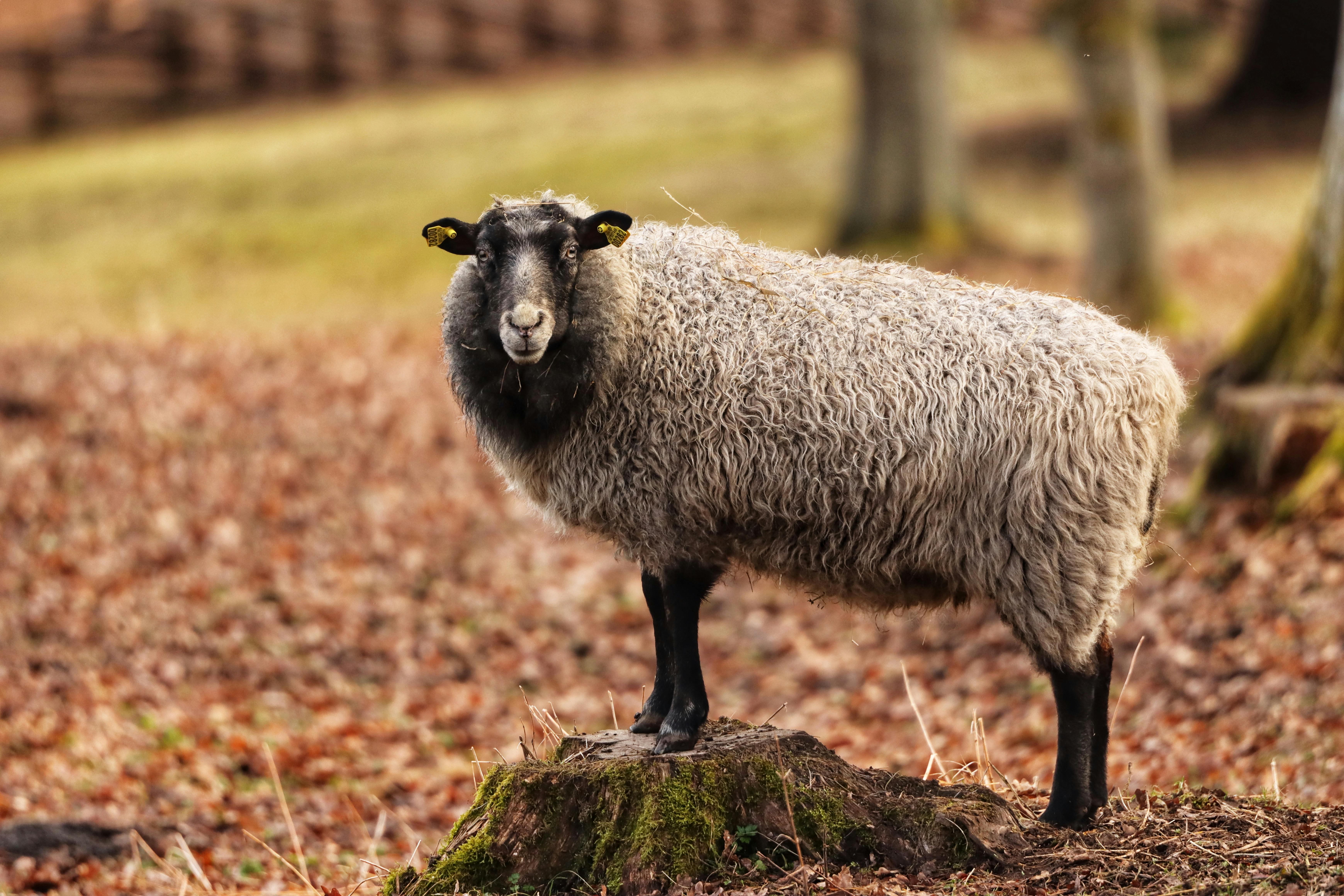 EM Österreich Türkei Übertragung: Wo Sie Das Spiel Live Verfolgen Können! 13 EM 2024 Übertragung Österreich gegen Türkei: Die besten Apps für Live-Streams