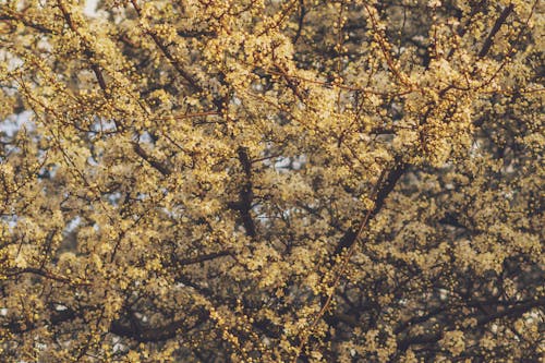 Безкоштовне стокове фото на тему «весна, вишні, гілки дерев»