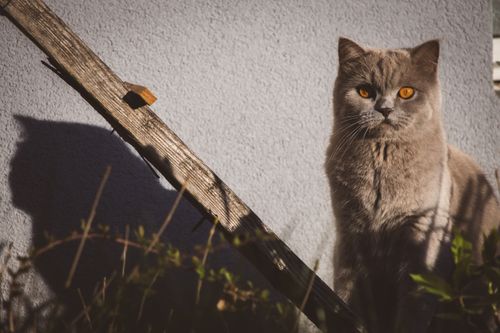 Free A British Shorthair cat sits in sunlight by a plank and wall, casting a shadow. Stock Photo