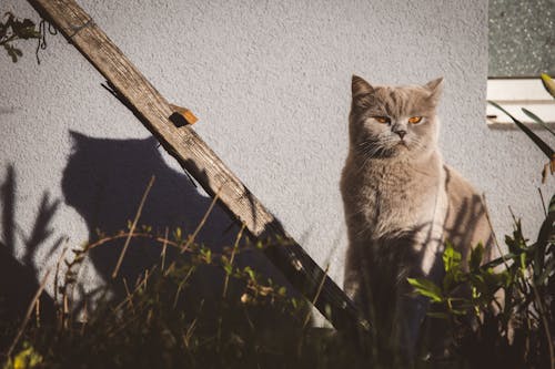 A cat sitting on a wall next to a wooden fence