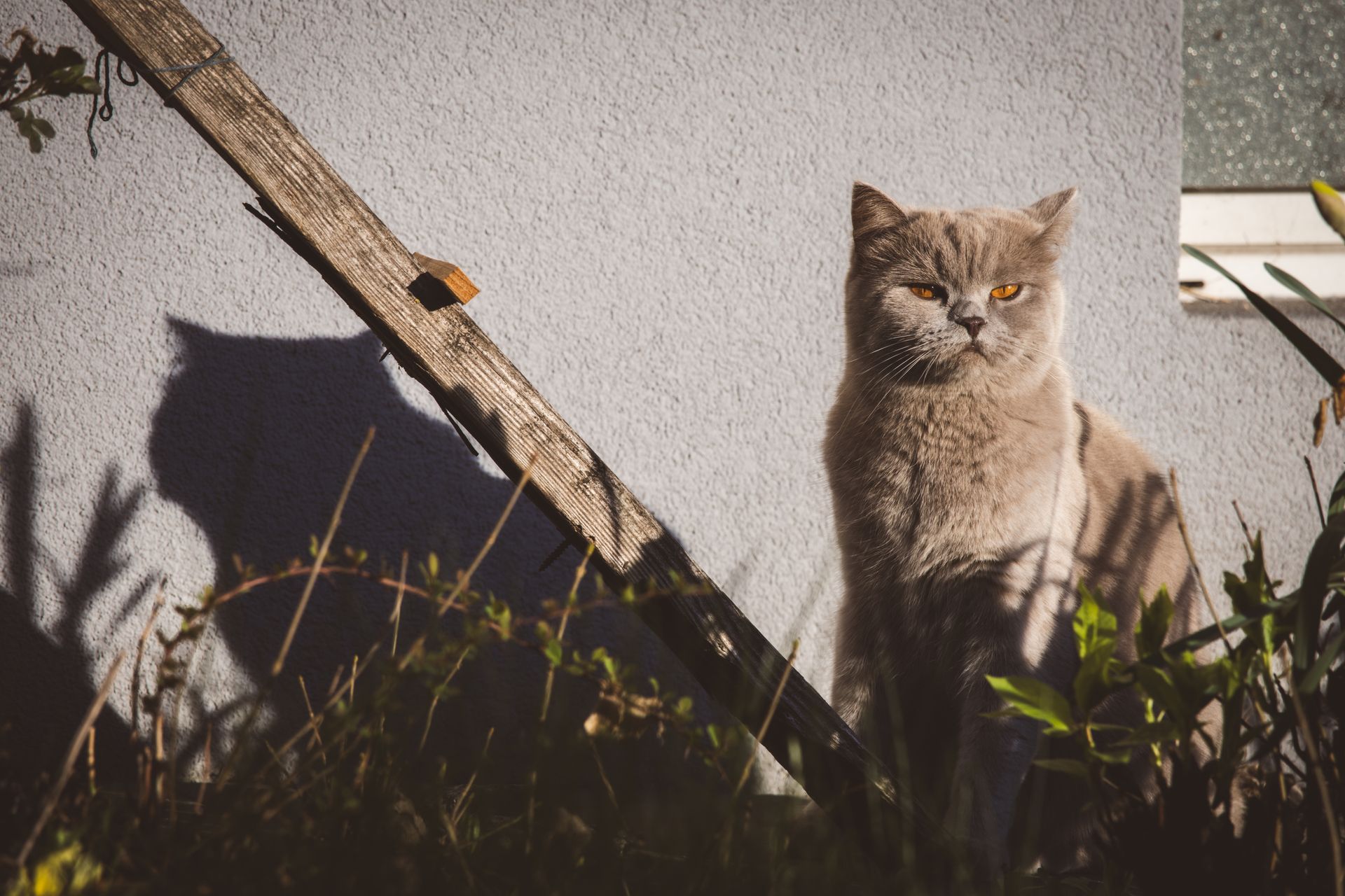 British Shorthair Cat Sitting by Gray Wall