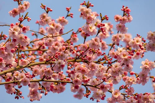 Безкоштовне стокове фото на тему «бруньки, весна, вишневе дерево»
