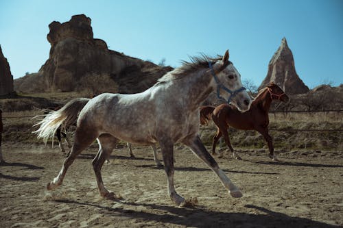 Photos gratuites de bétail, chevaux, clairière