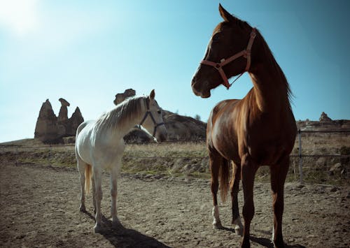 Photos gratuites de agriculture, chevaux, clairière