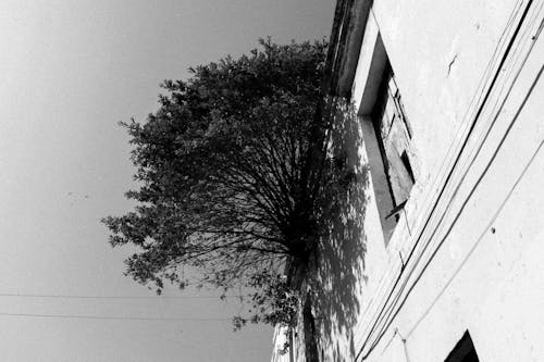 Gratis stockfoto met achtergelaten, boom, dichtgetimmerd venster