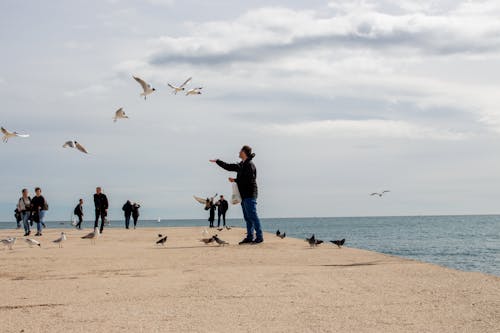 Gratis arkivbilde med dekket himmel, fugl fôring, grå himmel