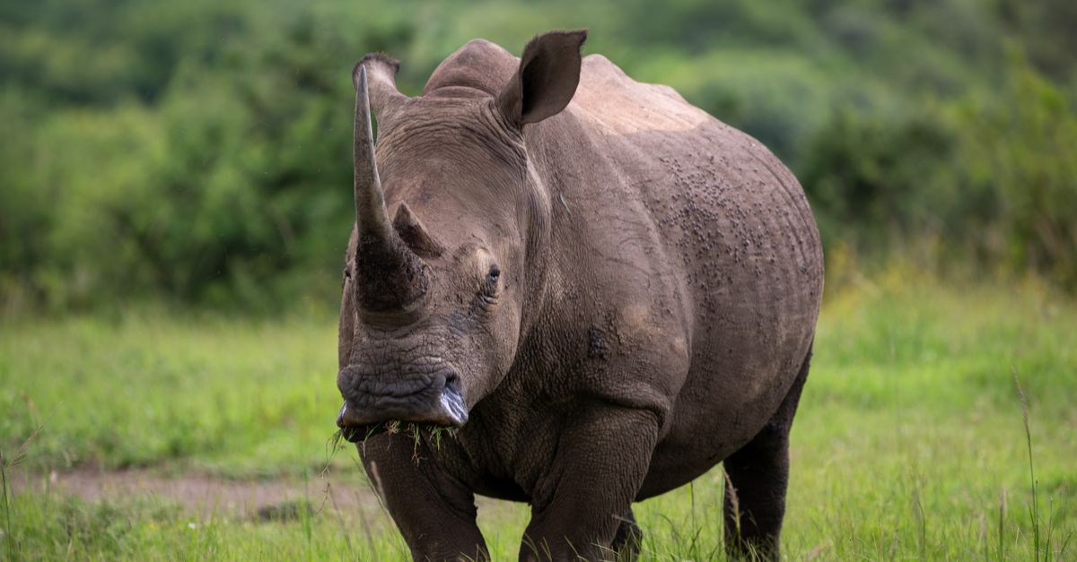 Um rinoceronte branco do norte em uma reserva de campo na África do Sul.