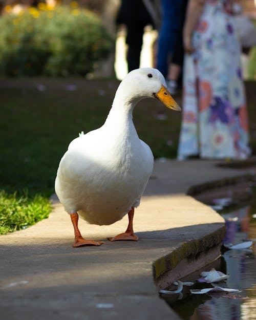 White Duck in Park