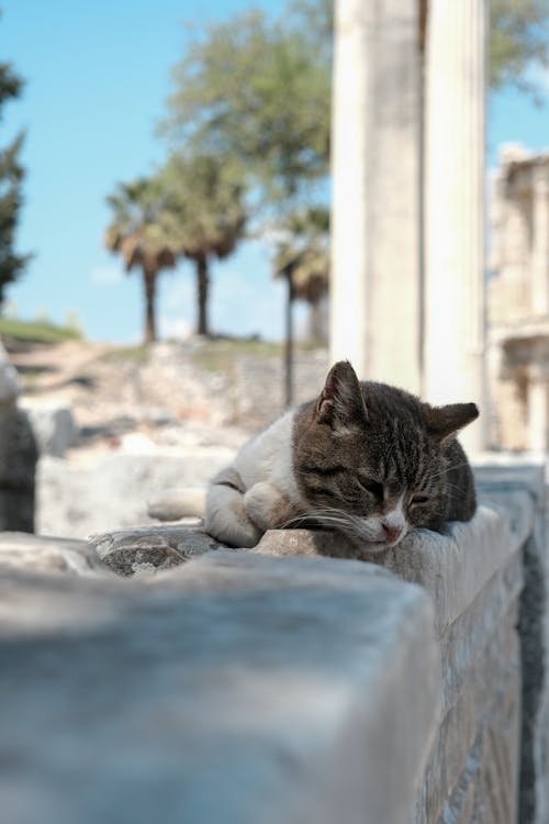 Free Sleepy cat enjoying a quiet moment on the ancient ruins Stock Photo