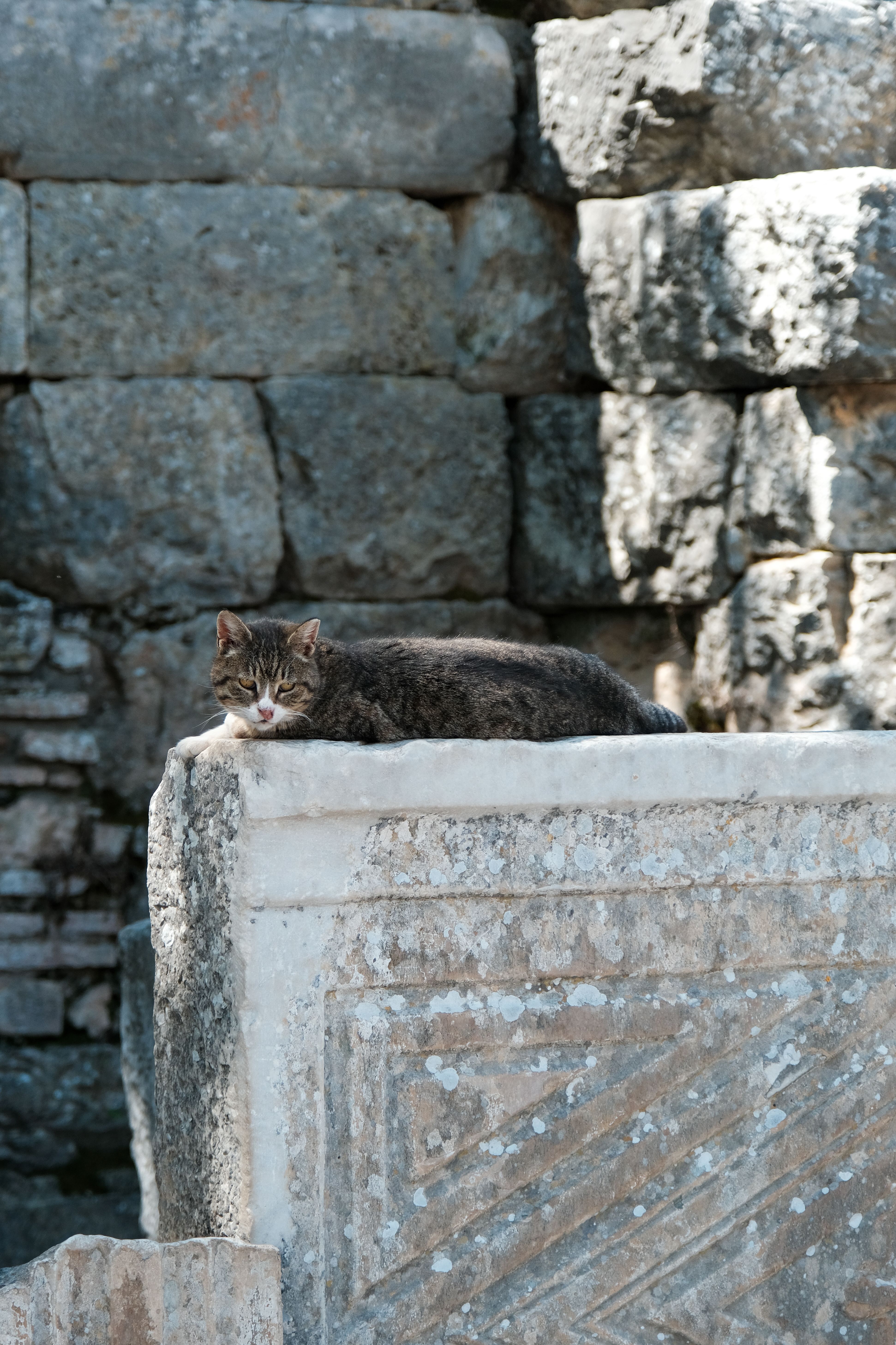 A tabby cat lying on ancient stone ruins in Selçuk, İzmir, Türkiye.