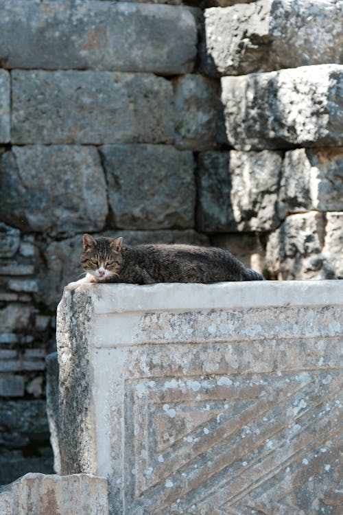 Tabby cat resting on ancient stonework amidst historical ruins
