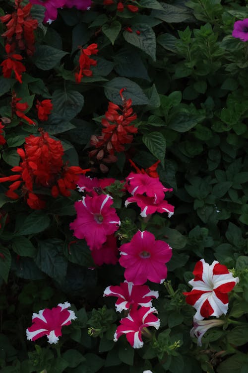 Základová fotografie zdarma na téma barevný, květinový záhon, květiny