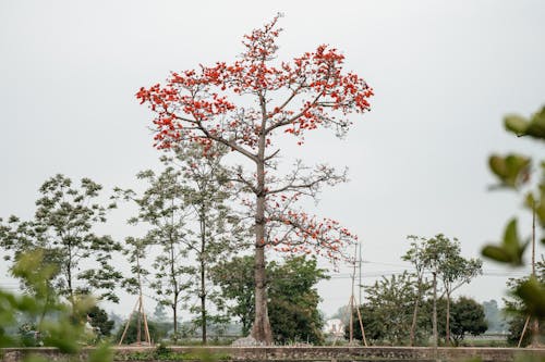 Photos gratuites de arbres, campagne, nature