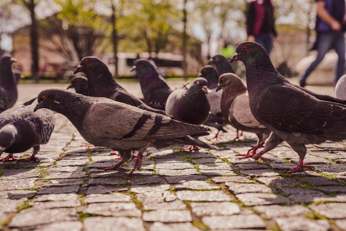 Gratis stockfoto met dierenfotografie, duiven, kassei