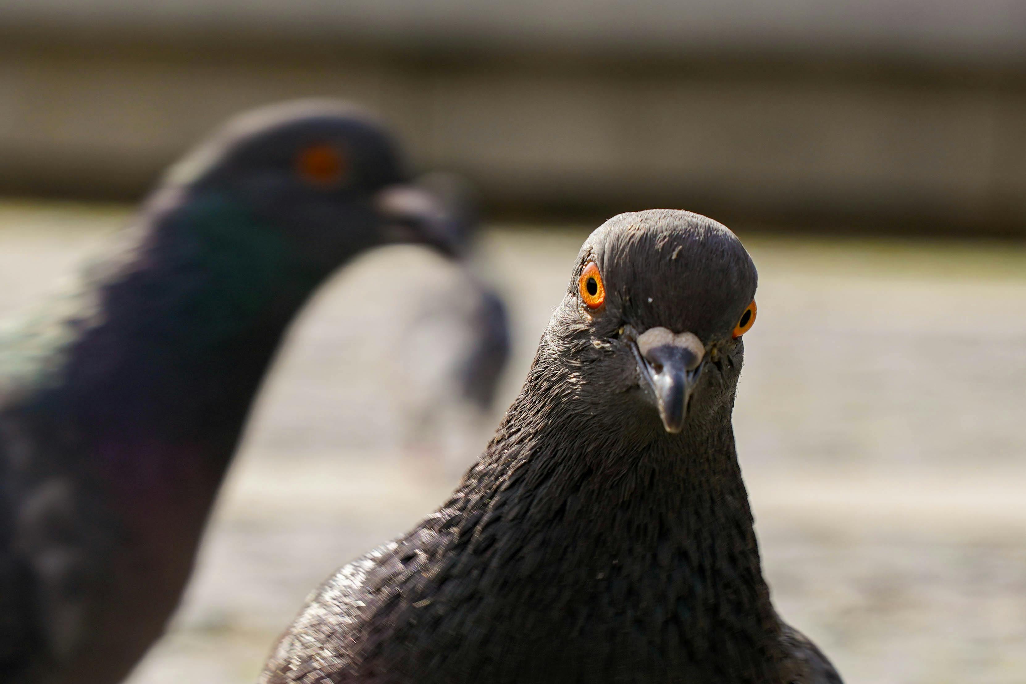 Vitamin K2 i D3 kapsule na drvenoj podlozi.