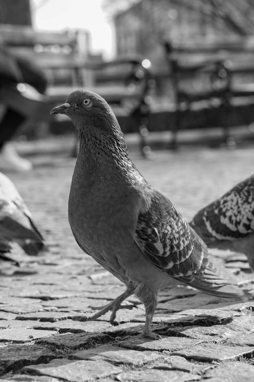 Free A pigeon walking on cobblestone streets in Zagreb, captured in black and white for urban wildlife photography. Stock Photo