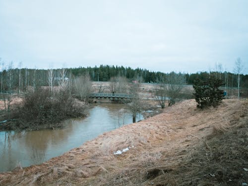 Foto d'estoc gratuïta de bulrushes, cel, paisatge