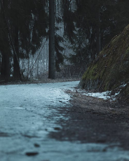 Foto profissional grátis de caminho, floresta, gelo