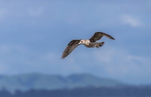 Foto profissional grátis de ar, ave, foco seletivo