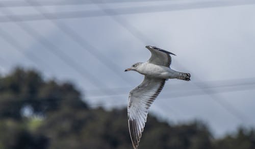 Foto profissional grátis de ar, ave, foco seletivo