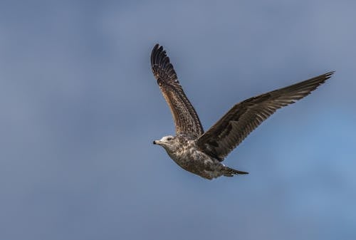 Kostenloses Stock Foto zu fliegen, luft, möwe