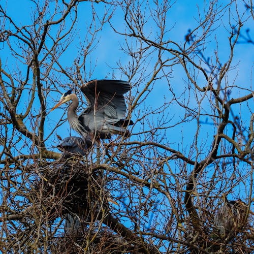 Great Blue Heron on nest high up in a tree