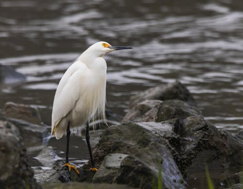 A white bird standing on some rocks in the water