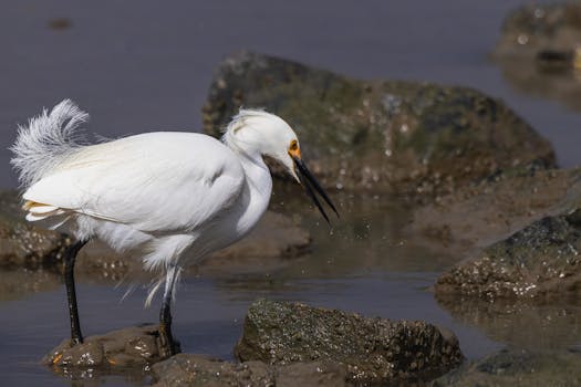 Snowy egret on rocks near water, showcasing wildlife photography and natural habitat.