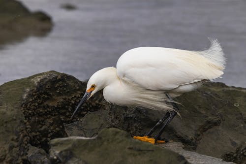 A white bird with a long beak is standing on rocks