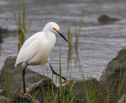 A white bird with a long beak walking on the rocks