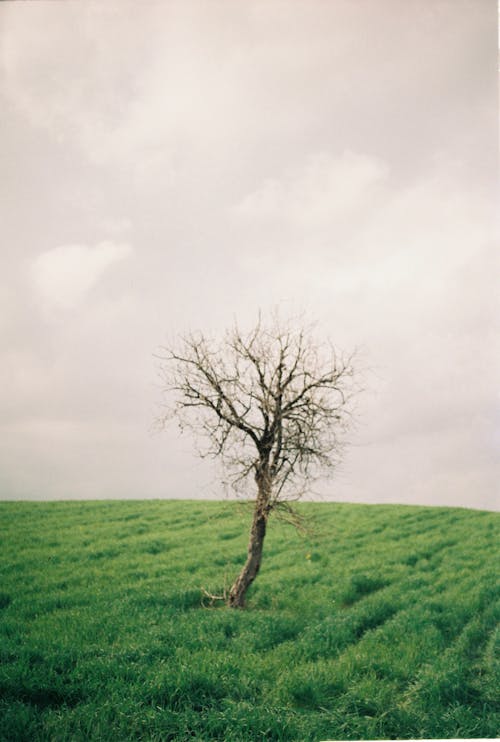A lone tree in a field with a cloudy sky