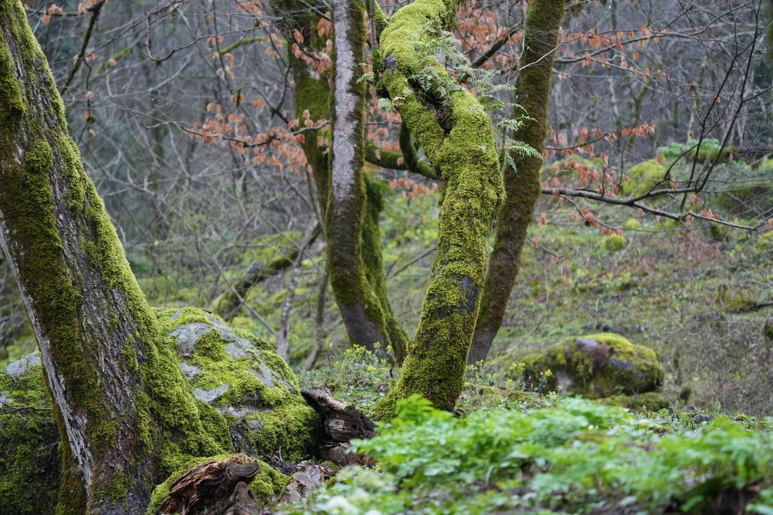 Moss on Trees in Forest · Free Stock Photo