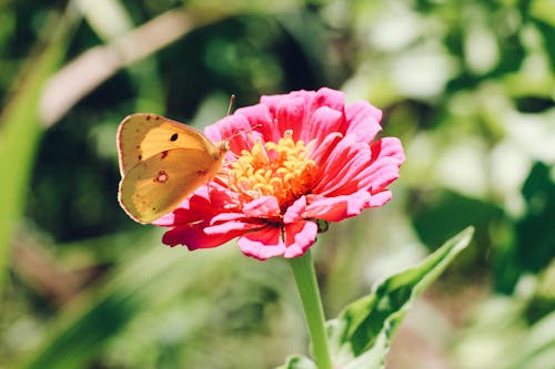 Gratis stockfoto met bloem, bougainvillea, dierenfotografie