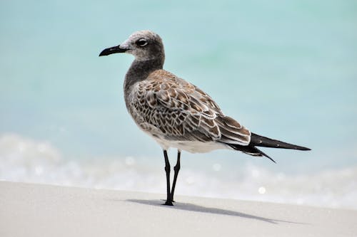 Gratis lagerfoto af dyrefotografering, fugl, hav