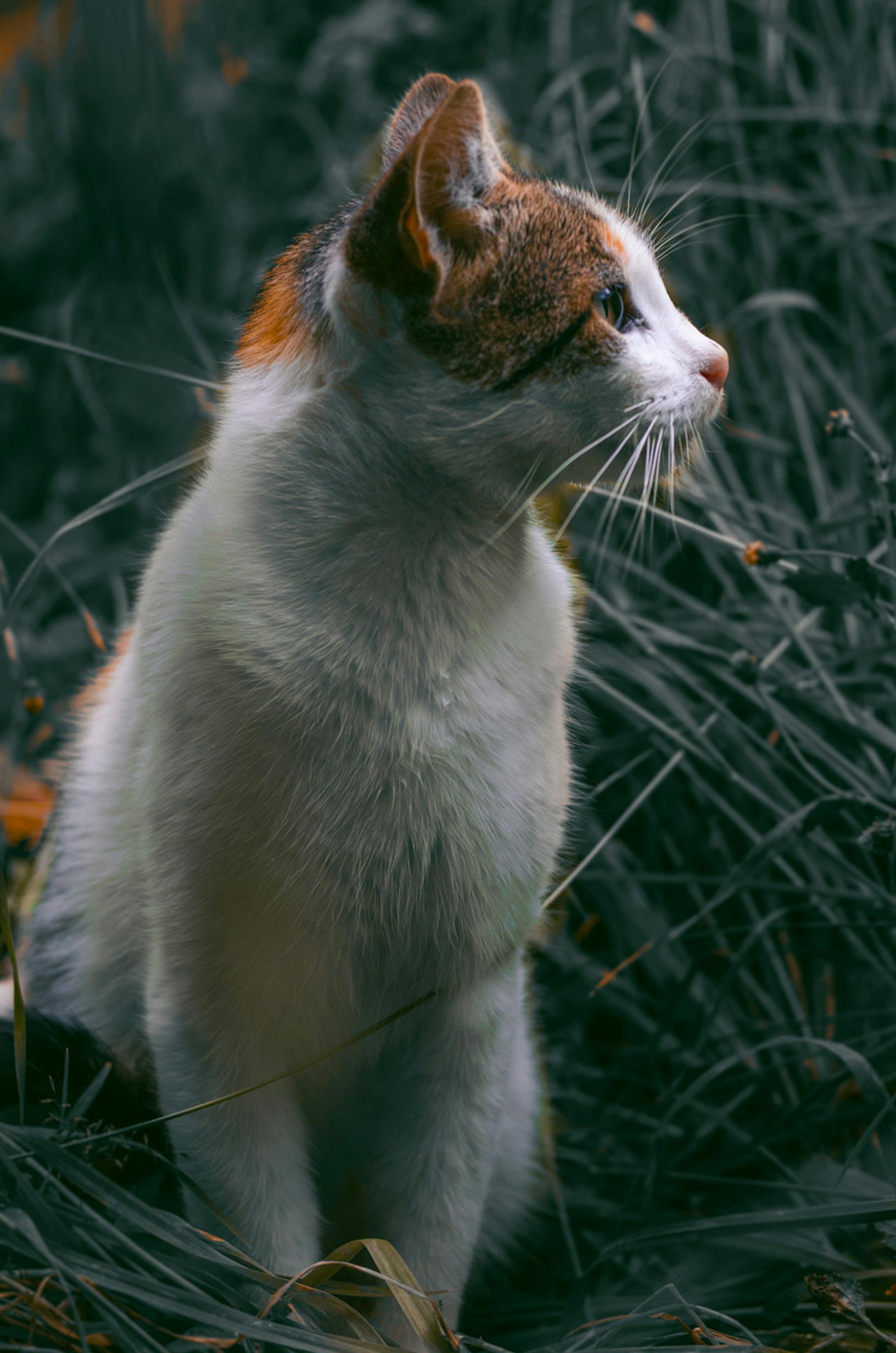 Cat Looking Towards Right · Free Stock Photo