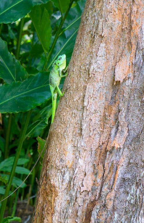 Fotobanka s bezplatnými fotkami na tému chameleón s klapkovým krkom, fotografie zvierat žijúcich vo voľnej prírode, leto