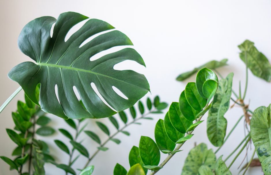 tropical indoor plants for austin homes