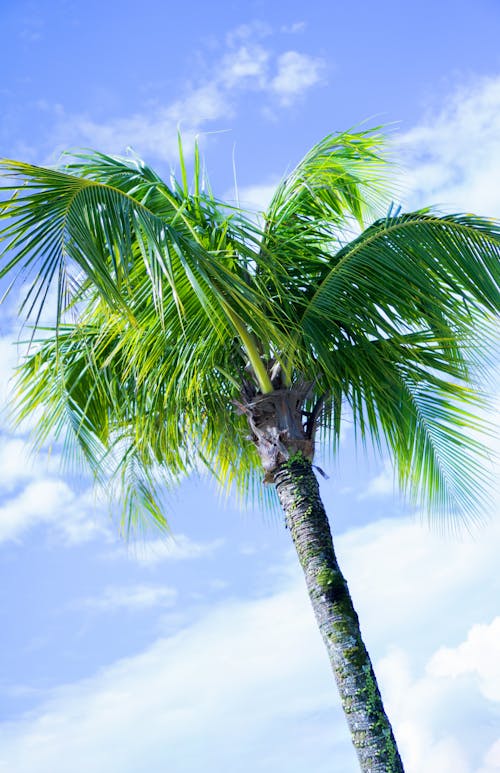 Fotobanka s bezplatnými fotkami na tému leto, palma, sám